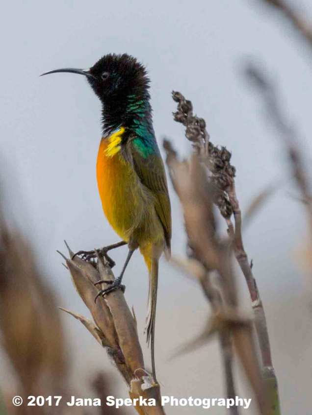 Orange-Breasted-Sunbird_5web