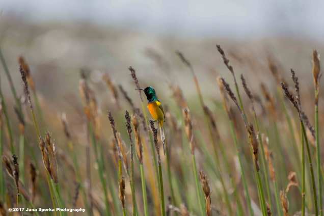 Orange-Breasted-Sunbird_8web