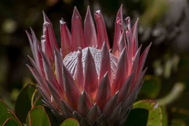 Protea_2web
