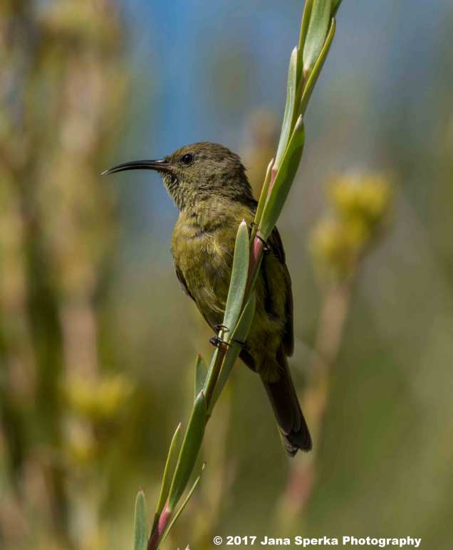 Southern-Double-Collared-Sunbird-Female_1WEB