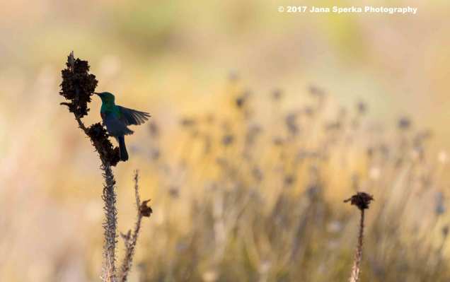 Southern-Double-Collared-Sunbird_2web