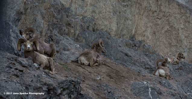 Big-Horn-Sheep_1web