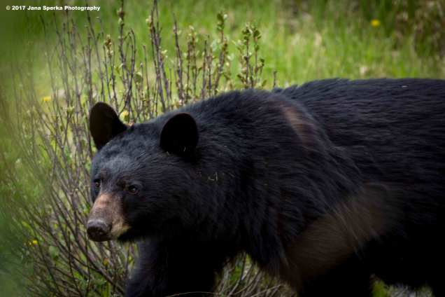 Black-Bear-#1_0web