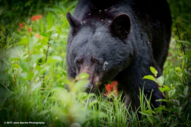 Black-Bear-#3_0WEB